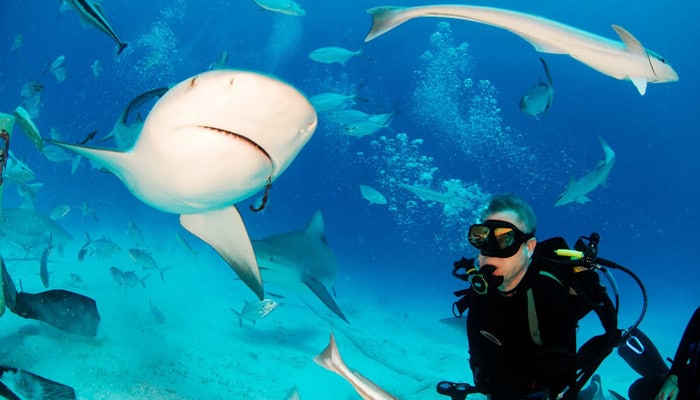 cave of sleeping sharks