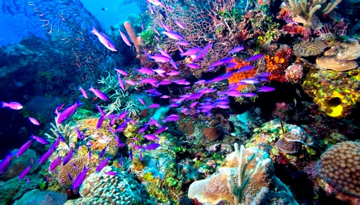 flora-and-fauna-of-isla-mujeres