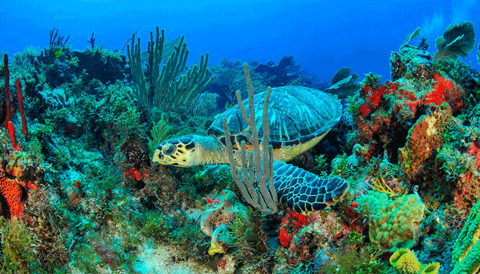 coral reef isla mujeres