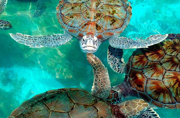 Turtle Farm in Isla Mujeres