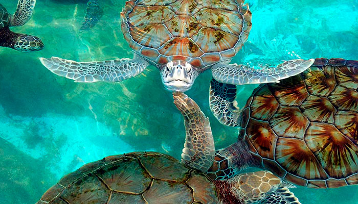 Turtle Farm in Isla Mujeres