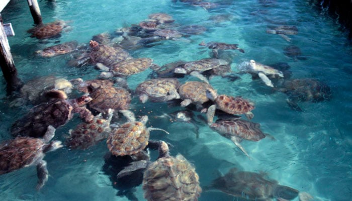 Turtle interaction in Isla Mujeres