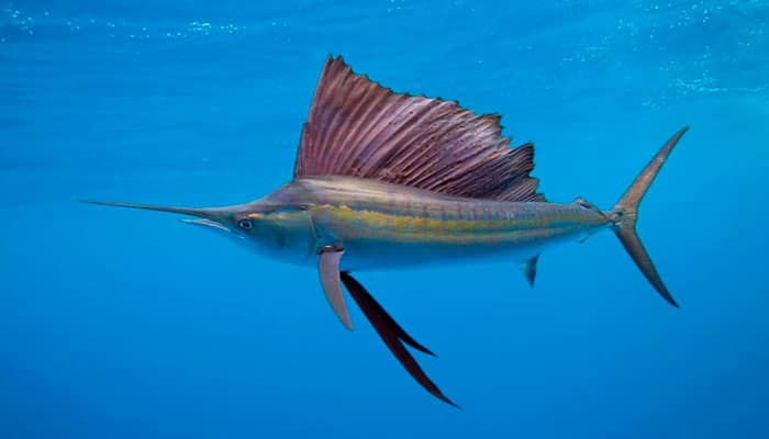 Sailfish in Isla Mujeres