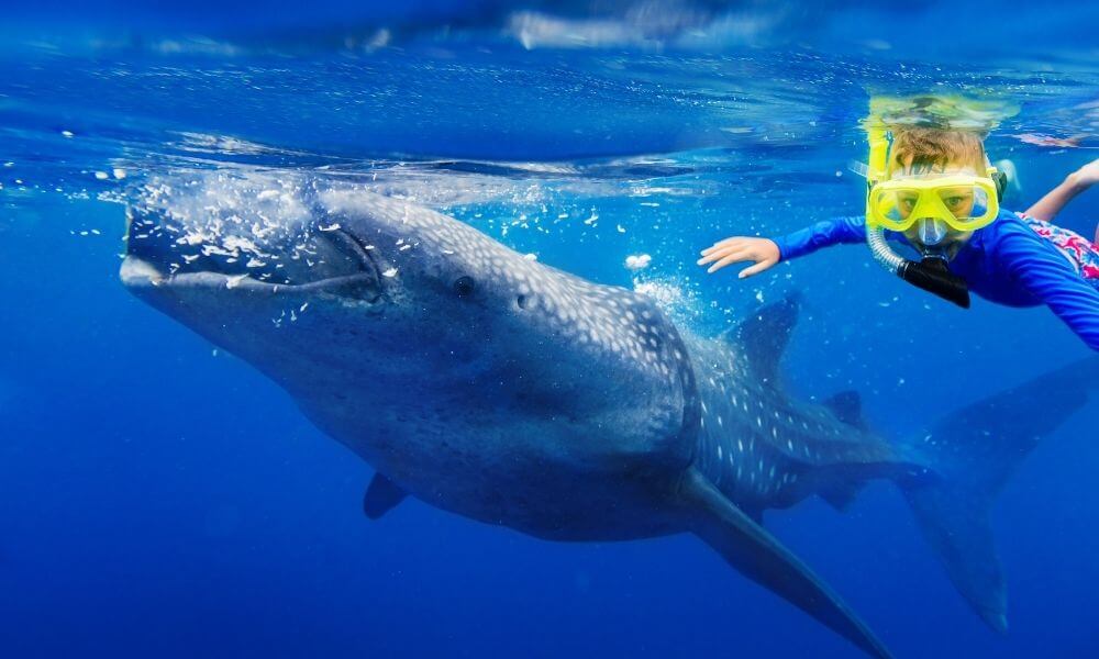 Whale Shark Isla Mujeres