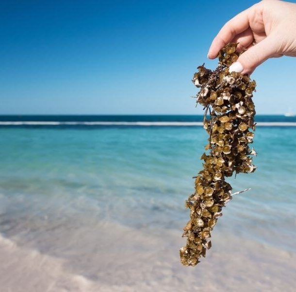 Sargassum-free beaches in Isla Mujeres