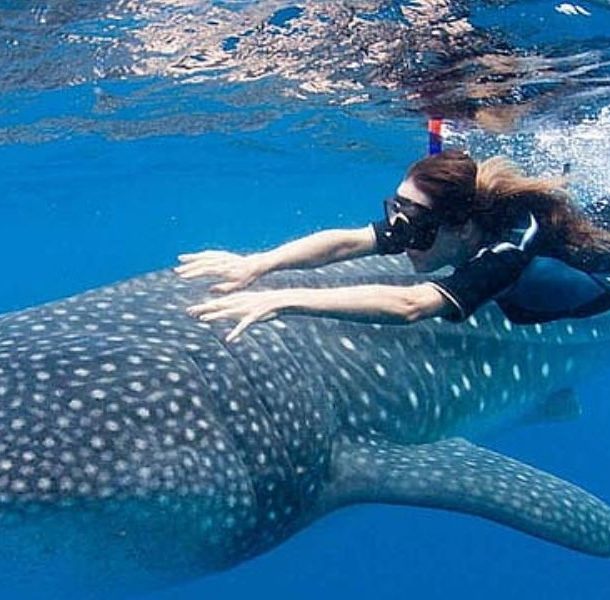 Whale Shark Festival Isla Mujeres