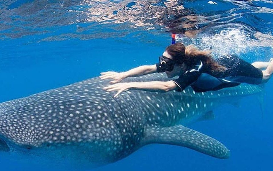 Whale Shark Festival Isla Mujeres
